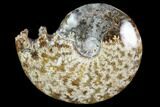 Polished, Agatized Ammonite (Cleoniceras) - Madagascar #97350-1